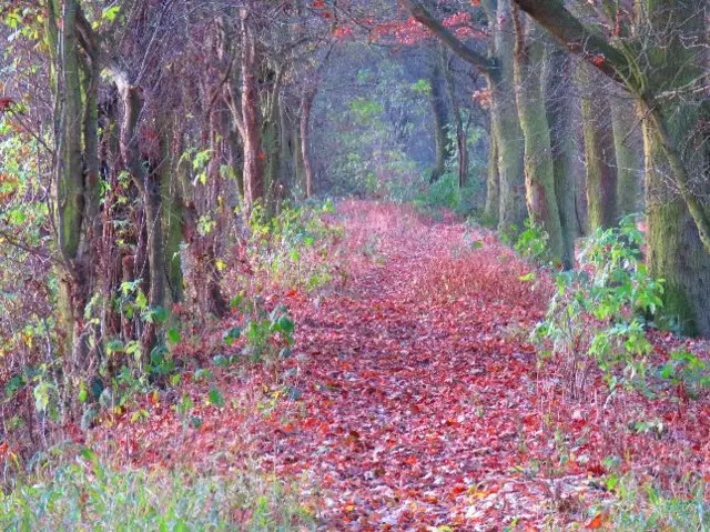 Tree lined path with fallen leaves