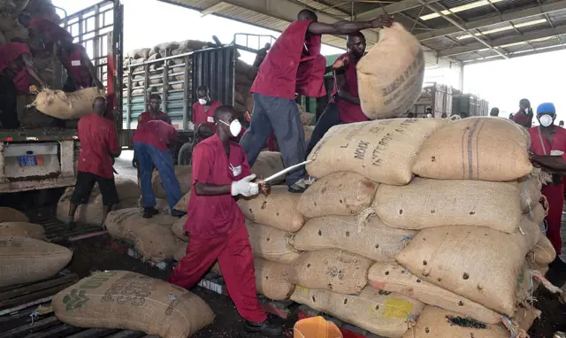 Ivory Coast exports more of its cocoa yield to the EU