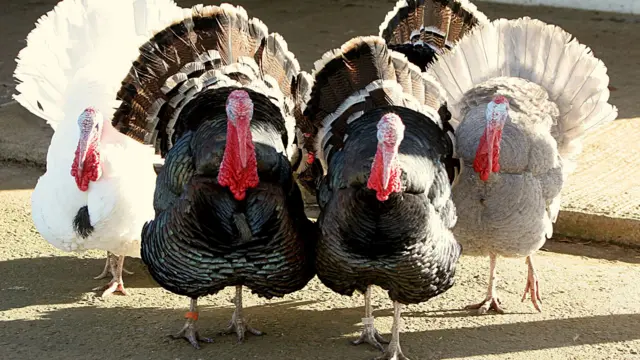 Turkeys