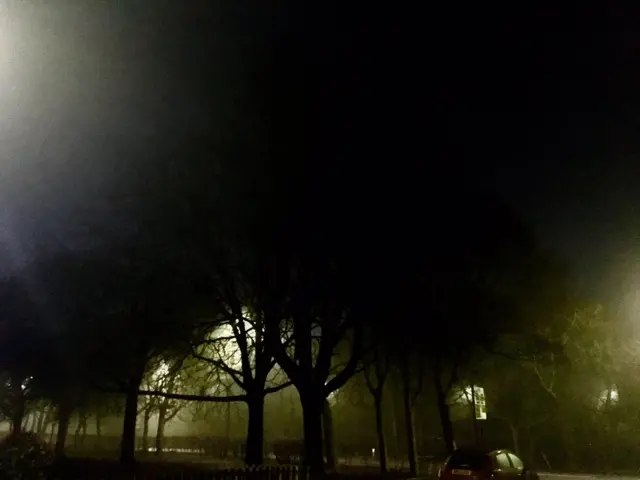 Fog among trees