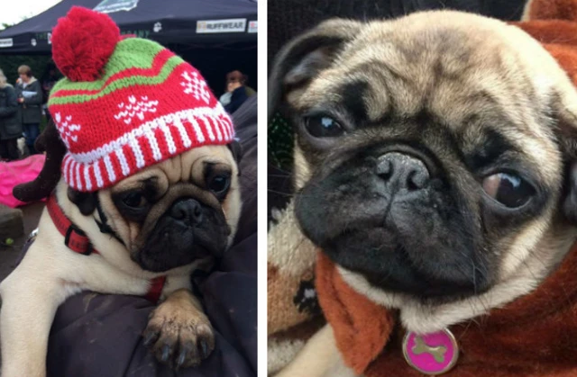 pugs