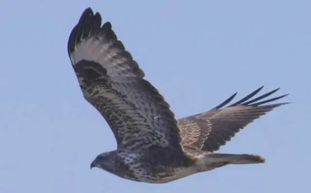 Buzzard