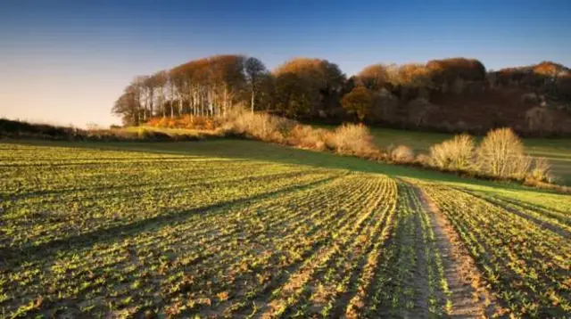 A Lincolnshire field