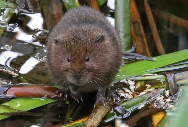 Water vole