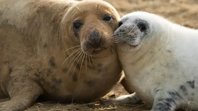 seals at donna nook