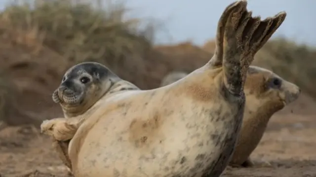 seals at donna nook