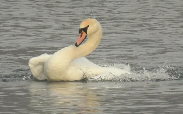 Swan in Askern