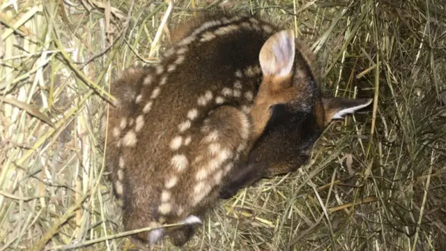 Baby deer born at Rescue Centre