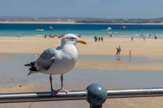 A seagull at St Ives, Cornwall