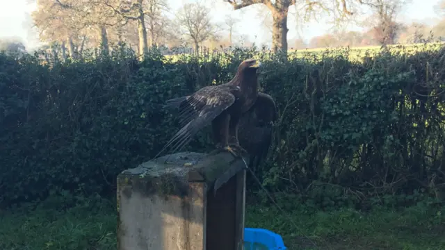 Golden eagle Ailsa