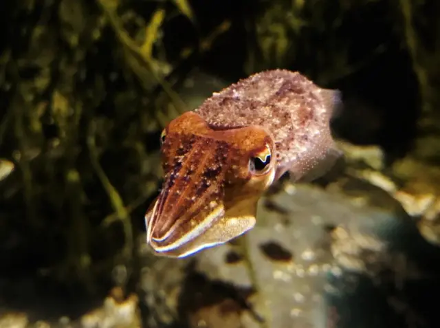 Cuttlefish. Pic: Blue Reef Aquarium