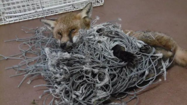 Fox in football net