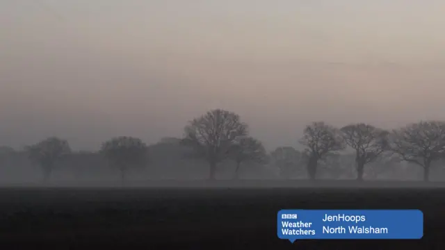 Mist and trees, with little sun