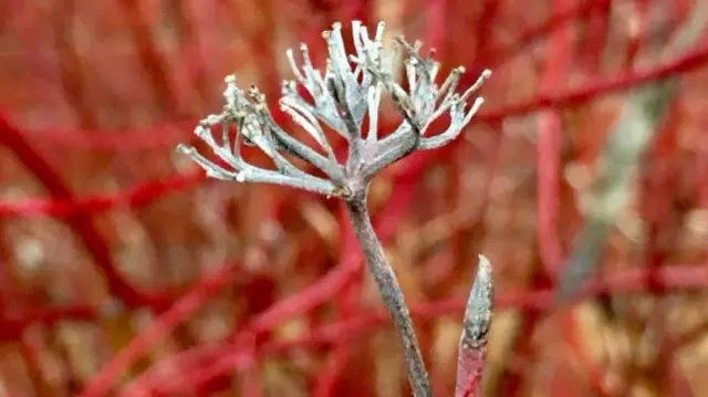 White buds among red plants