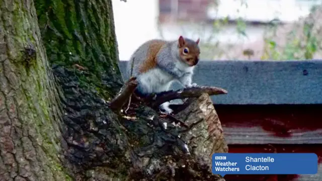 Squirrel in Clacton