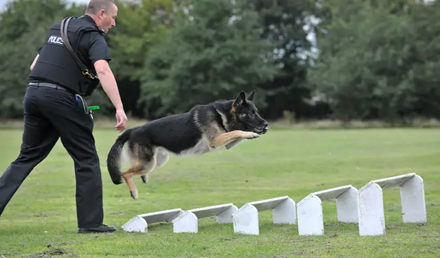 PD Kane and handler