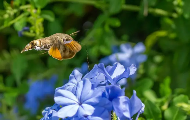 Hummingbird moth-hawk