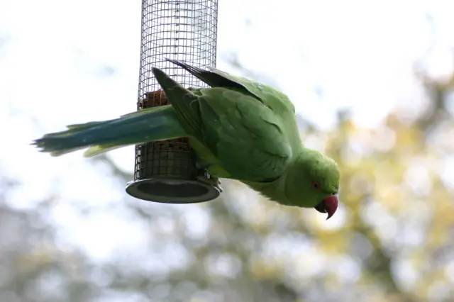 Parakeet