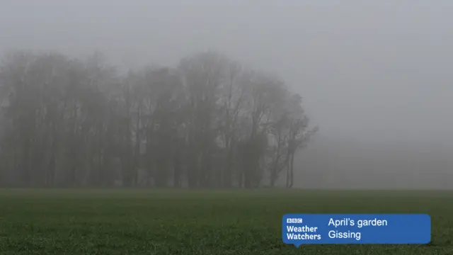 Trees across a field a green crops, in the mist