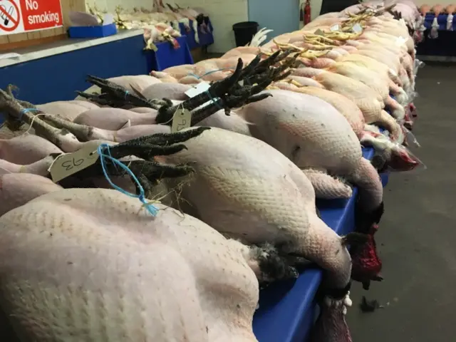 A row of dead and plucked birds on a table