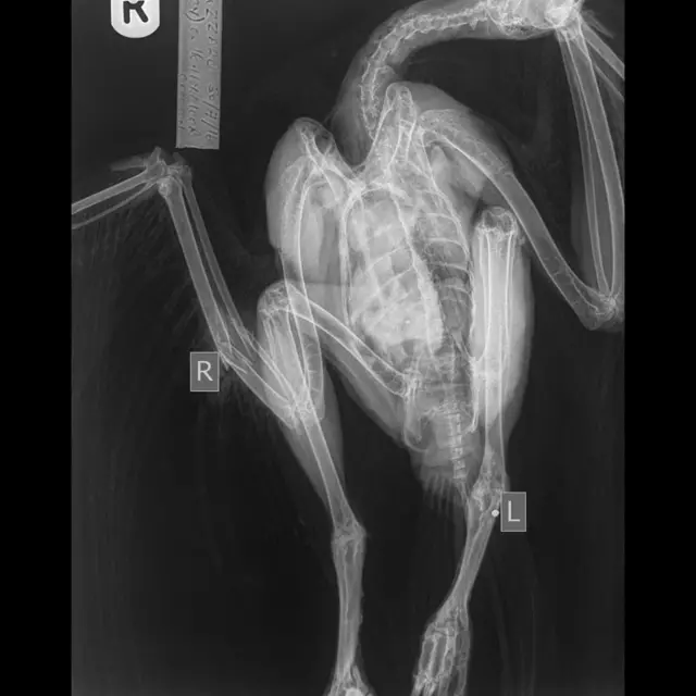 x-ray of buzzard