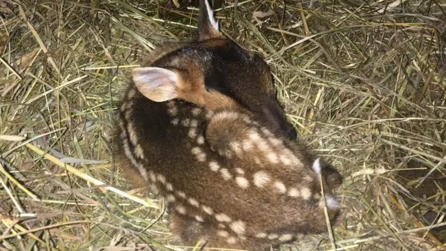 Fawn