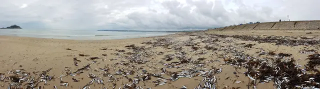 Fish stranded on beach