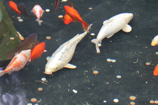 Koi carp