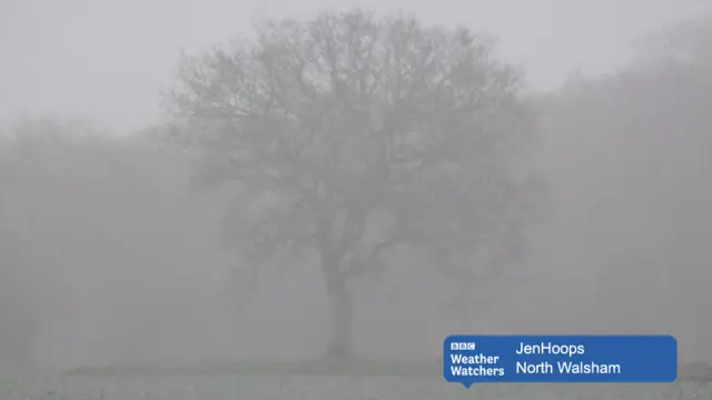 Trees seen through the mist