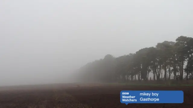 Brown field with a line of trees on the right, in mist