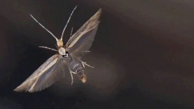 Diamondback Moth