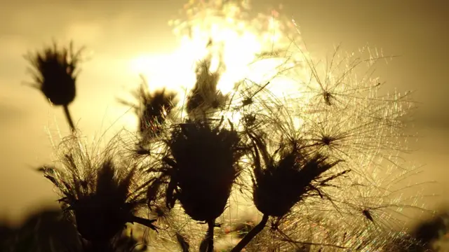 Thistles silhouetted against the sunset from the Crewe-Nantwich Greenway