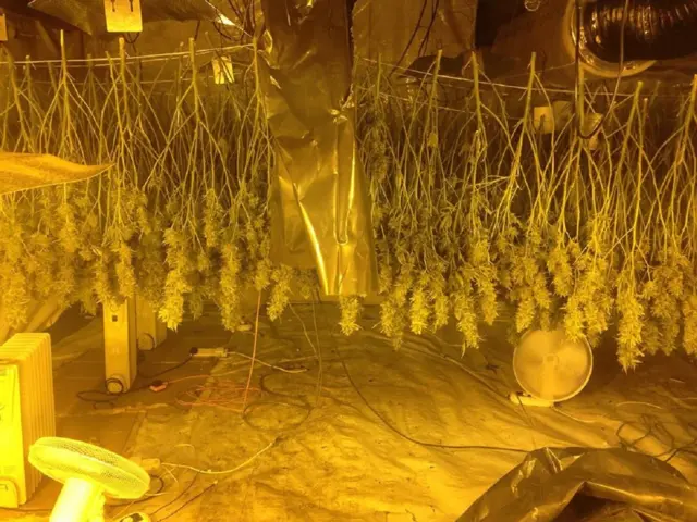 Cannabis farm