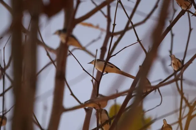 Pied Wagtails