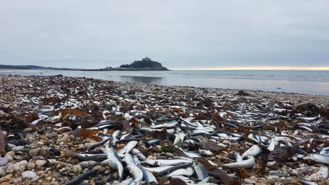 Fish on beach