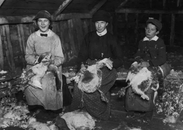 Two women and a young boy plucking geese for market on a Norfolk poultry farm, December 1911.