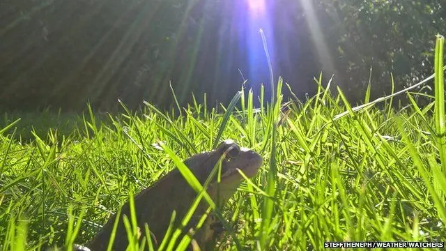 Frog in the sunshine