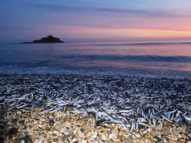 Dead fish on beach