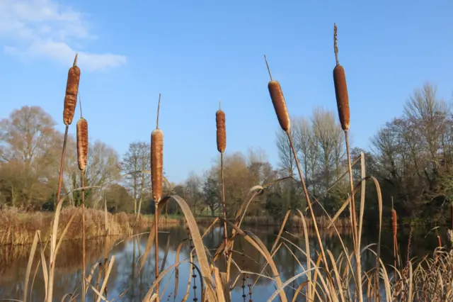 Bull rushes