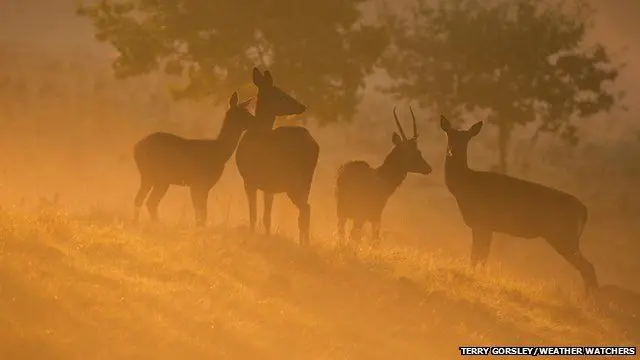 Deer in Ross on Wye