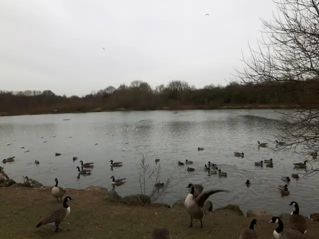 Ducks in Ilkeston