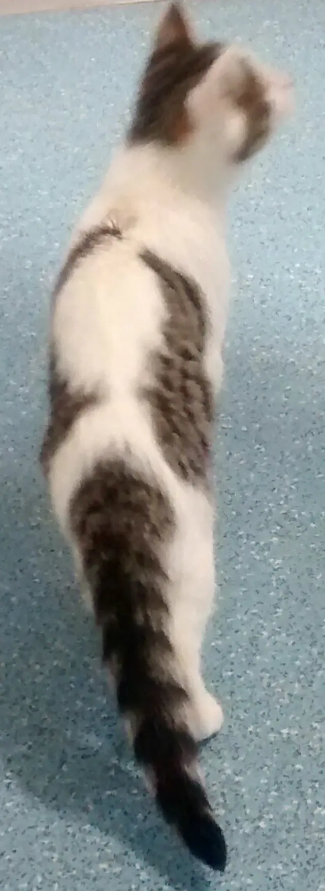 Cat with wing-like markings