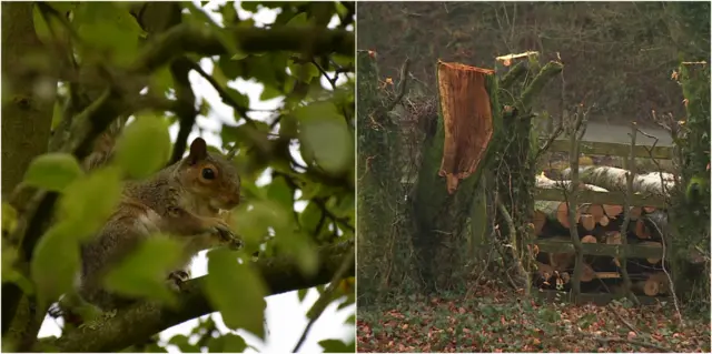 Squirrel and trees