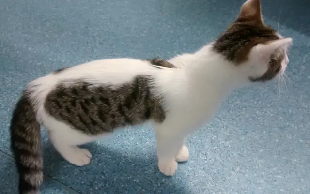 Cat with wing-like markings