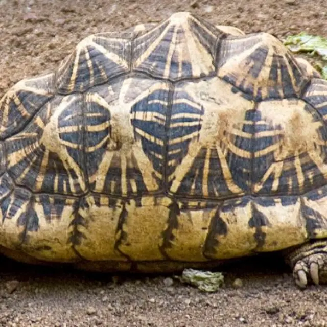 Indian star tortoise