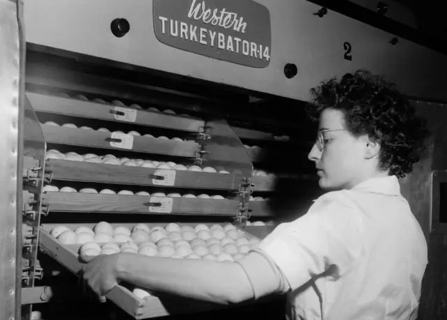 December 1960: Turkey eggs are checked for temperature on Bernard Mathews turkey farm in Norfolk.