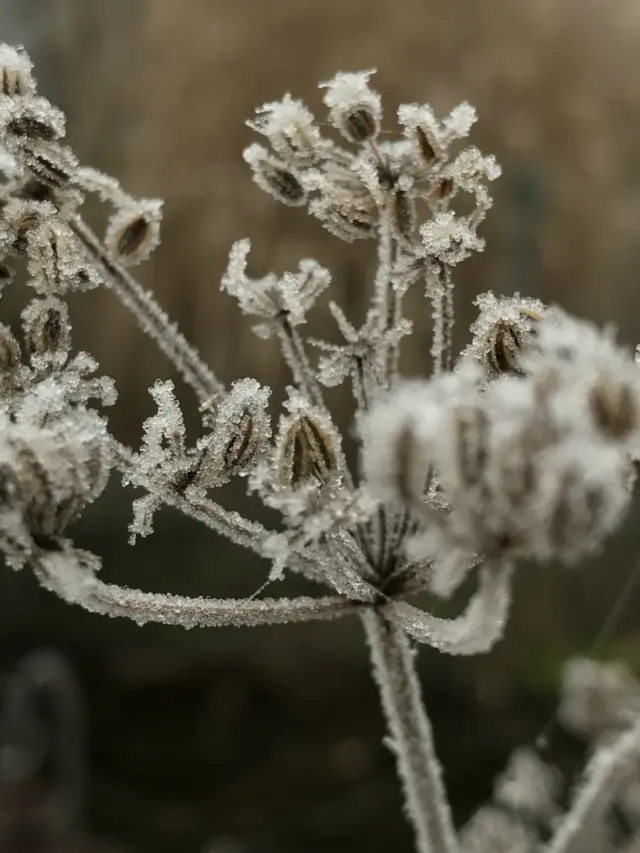 Frost in Washbrook