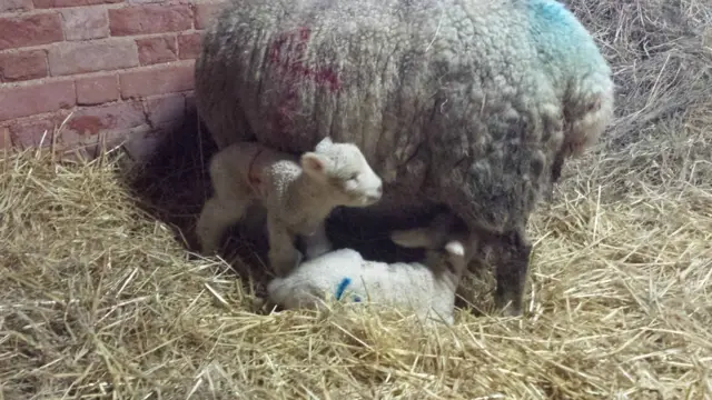 Baby lambs with their mum