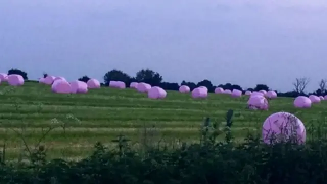 Pink bales of straw