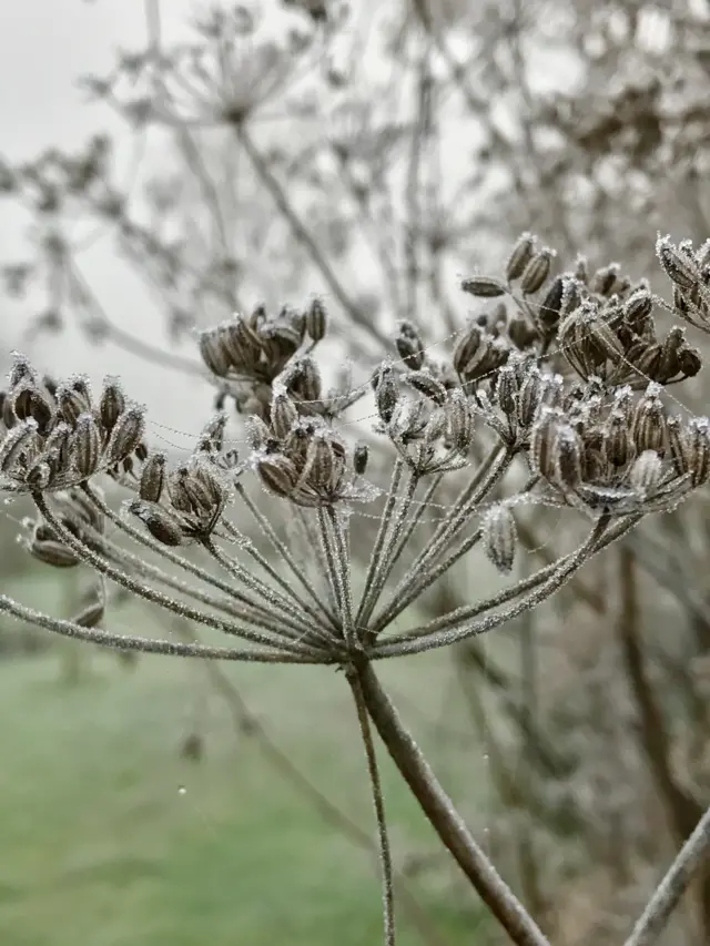 Frozen fennel seeds